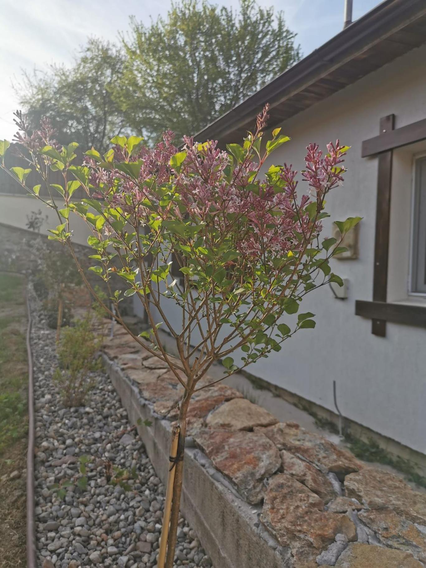 Casa Tihna Villa Băile Olăneşti Kültér fotó