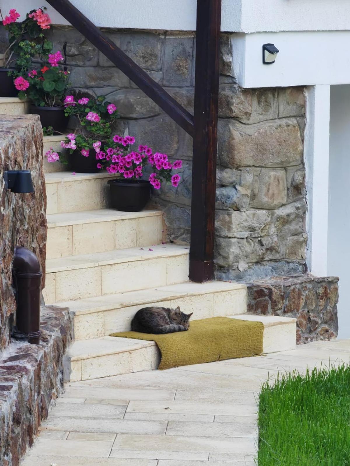 Casa Tihna Villa Băile Olăneşti Kültér fotó